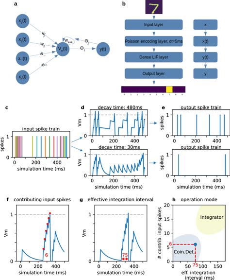 尖峰神经网络中的一致性检测和积分行为 Cognitive Neurodynamics X MOL