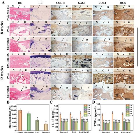 Histological Assessment Of Repaired Cartilage Subchondral Bone At And