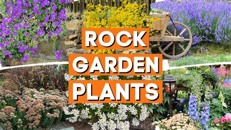 10 Best Rock Garden Plants For Sun Or Shade PlantDo Home Garden