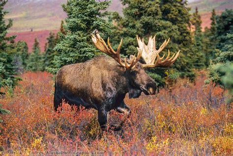 Bull Moose On Autumn Tundra