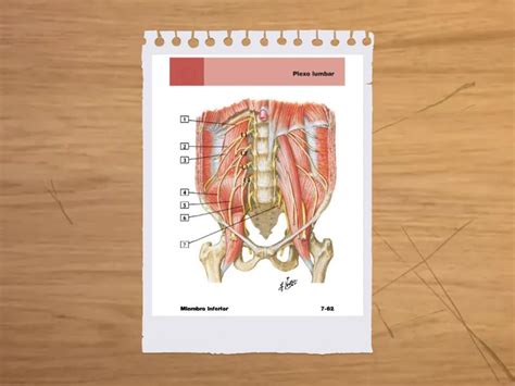 Flashcards Miembro Superior Flash Cards