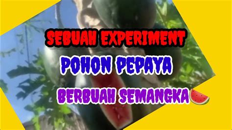 EXPERIMENT POHON PEPAYA BERBUAH SEMANGKA YouTube