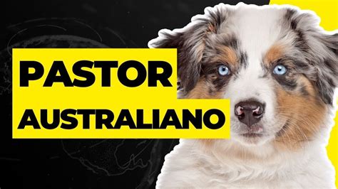 Pastor Australiano Caracter Sticas Historia Y Cuidados Youtube