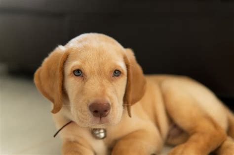 What Is Dudley Labrador Interesting Characteristics To Know