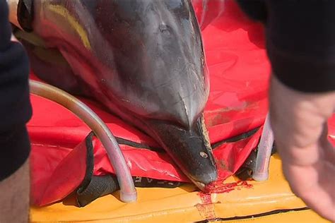 Hérault pas de surmortalité de dauphins en méditerranée