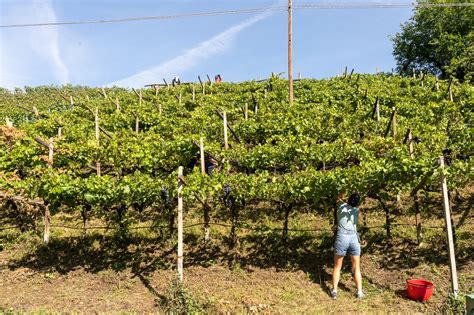 Un Viaggio Sensoriale Tra I Vigneti Della Regione Di Caldaro