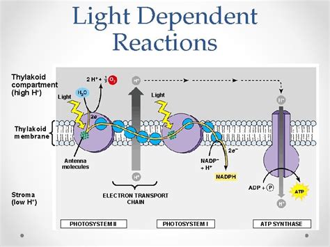 The Reactions Of Photosynthesis Light Dependent Calvin Cycle