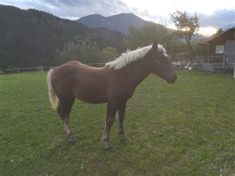 STUTE DUNKELFUCHS NORIKER Pferd in 5450 Werfen für 1 00 zum Verkauf