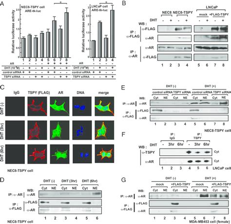 Tspy Represses The Transcriptional Activity Of Ar By Anchoring It