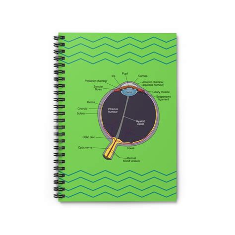 Eye Anatomy Diagram Eye Anatomy Journal Optometrist Gift - Etsy