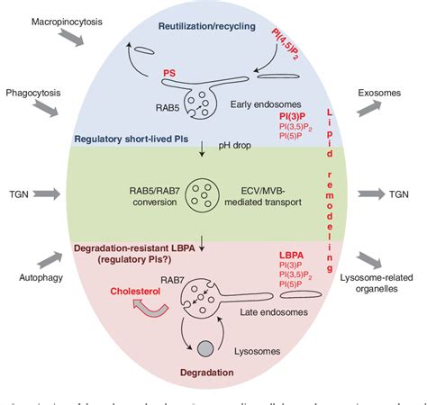 Figure From Lipid Sorting And Multivesicular Endosome Biogenesis