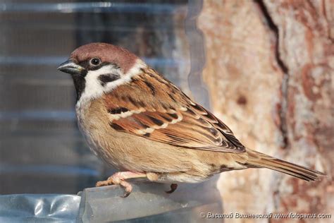 PHOTOS/aves/21 PASSERIFORMES PASSERIDAE Passer montanus/Passer_montanus ...