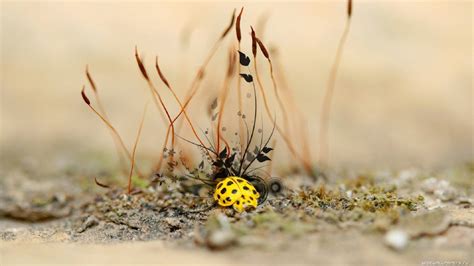 Wallpaper Sunlight Nature Branch Insect Ladybugs Autumn Leaf