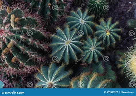 Group Of Different Types Of Cactus In The Botanical Garden Stock Image