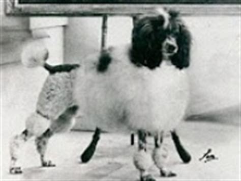 13 Historical Poodles. ideas | parti poodle, poodle, vintage poodle