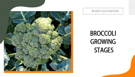 A Complete Guide To Broccoli Growing Stages