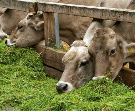 Convocatorias Secretar A De Agricultura Ganader A Y Desarrollo Rural