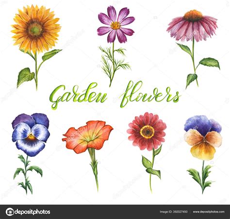 Hand Drawn Watercolor Garden Flowers Isolated White Background Set