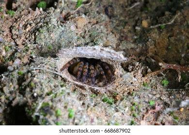 Trapdoor Spider Habitat Stock Photo 668687902 | Shutterstock