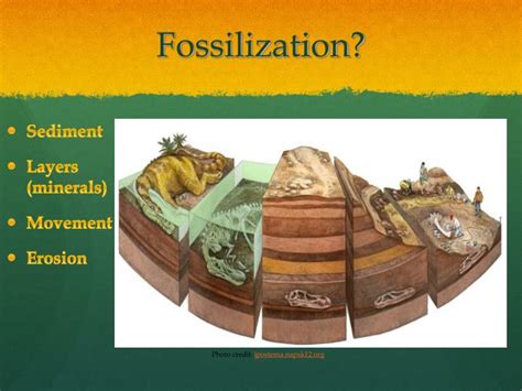 PPT - Fossils! PowerPoint Presentation - ID:2161503