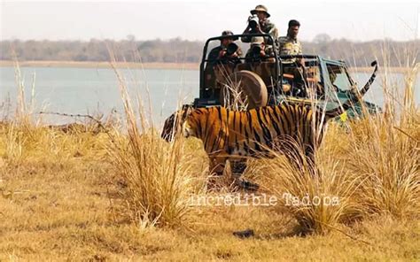 Tadoba Package Tadoba