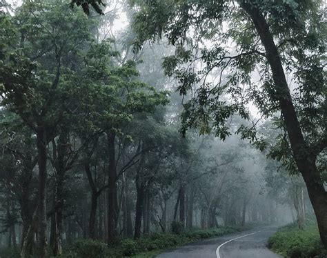 Experience The Beauty Of Wayanad Great India Tour Company