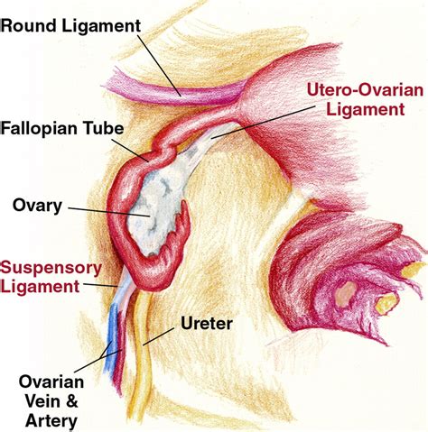 Recognition Of The Ovaries And Ovarian Origin Of Pelvic Masses With Ct