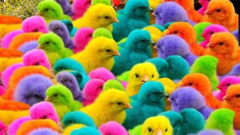 Colorful Chicks🐥 Spotted Chicks In The Cave Colorful Balls