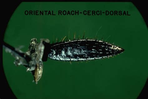 Oriental Cockroach