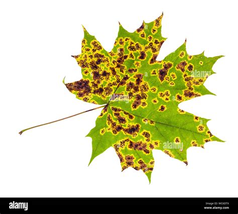 Red Maple Leaf Disease