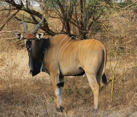 Amazing Animals Pictures The Largest Species Of Antelope In The World