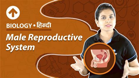 Male Reproductive System Hindi Biology Youtube