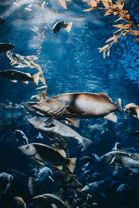 No Oceano Sustent Vel O Mar E A Pesca Devem Estar Para Peixe Ecycle