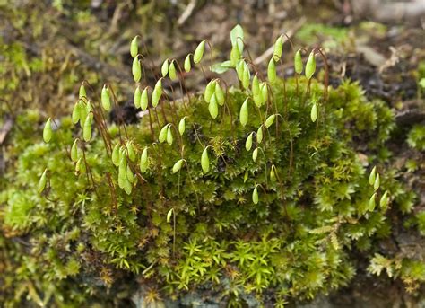 Canary Bryum Moss Bryophyta Mosses Of Vancouver Island Inaturalist