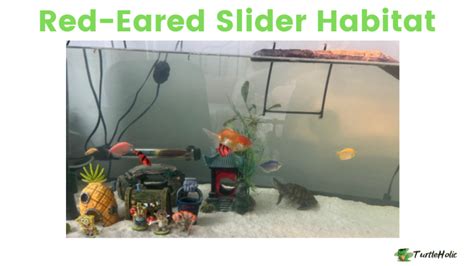 How To Make A Red Eared Slider Habitat Turtleholic