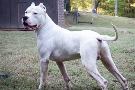 A Complete Dogo Argentino Dog Breed Information - Pets Nurturing