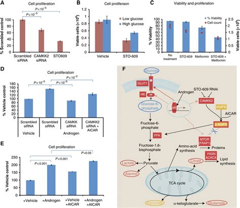 Ar Camkk Ampk Signalling Is Required For Ar Stimulated Proliferation