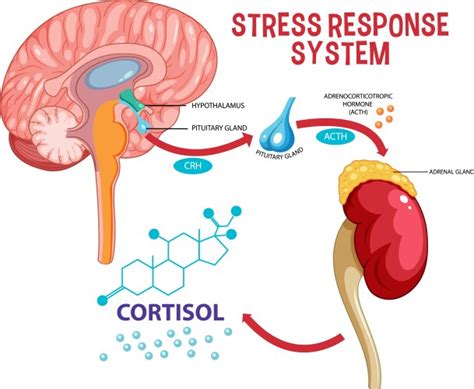 Activation Of The Stress System Royalty Free Vector Image