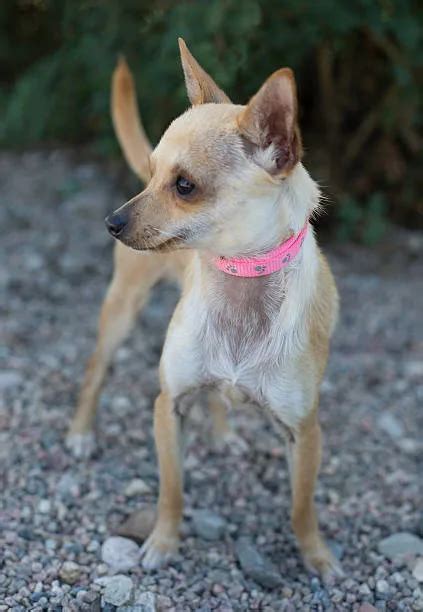 Deer Head Italian Greyhound Chihuahua Mix The Perfect Pet The