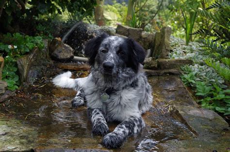 Orion Es Un Border Collie De 5 Meses Stock Image Colourbox