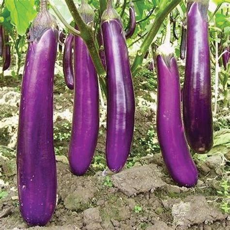 Long Purple Eggplant Migardener