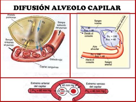 Difusion Alveolo Capilar