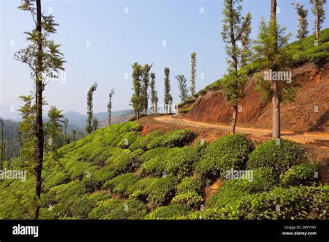 Wayanad Hi Res Stock Photography And Images Alamy