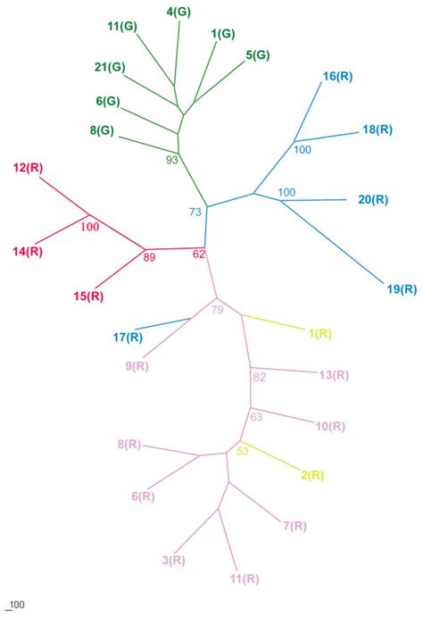 Consensus Neighbour Joining Tree Based On DCE Distances Only Bootstrap