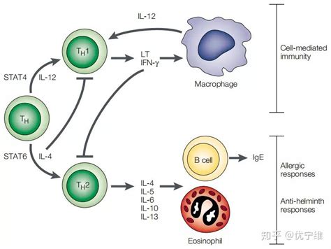细胞因子的功能介绍 在疾病中的作用机制炎症 自身免疫系统疾病 其他疾病 知乎