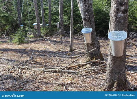 A Line Of Maple Trees Tapped With Sap Buckets For Collecting The Sap