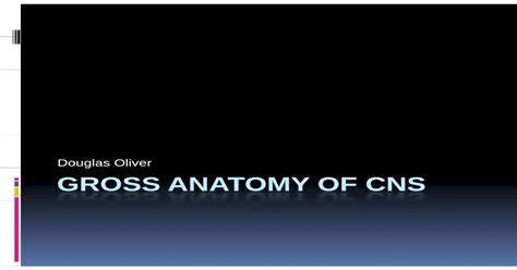 Douglas Oliver Gross Anatomy Of Cns Uchc Edumeds S Uchc Edu Oliver