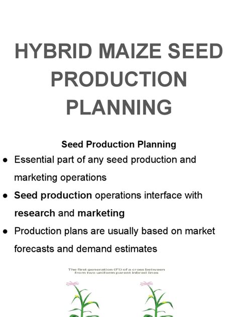 Lecture 11 - Maize Hybrid Seed Production | PDF