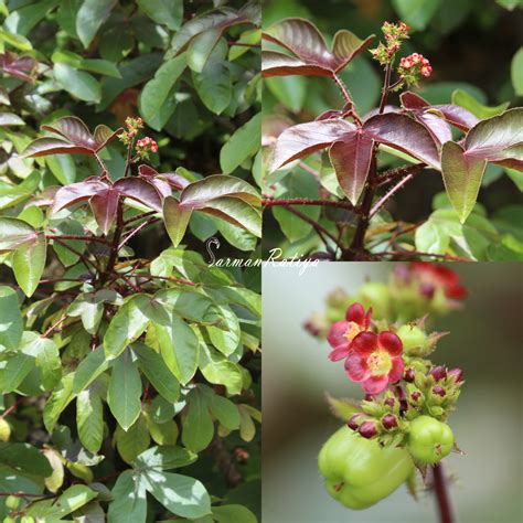 Jatropha Gossypiifolia Var Gossypiifolia Fantastic Flora Of Gujarat