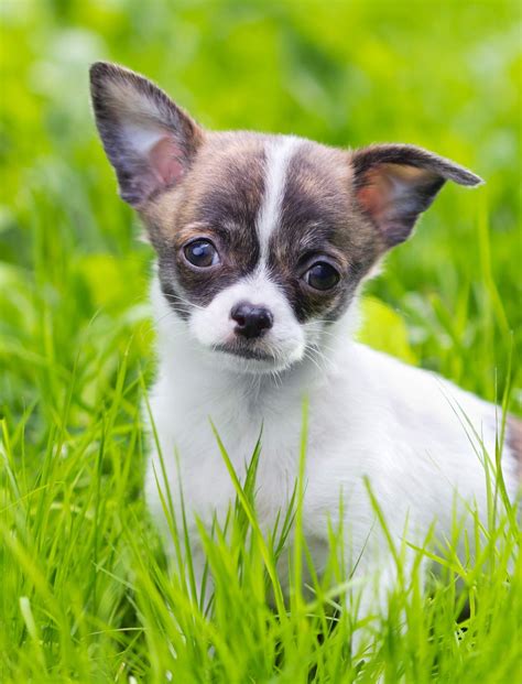 Marvellous Miniature Dogs That Make Great Pets